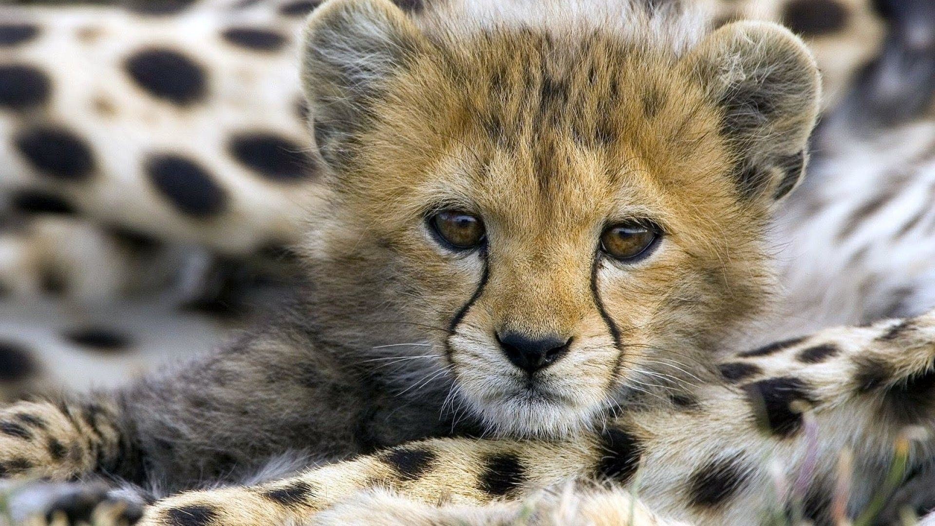 1920x1080, Cute Cheetah Baby Desktop Wallpaper - Beautiful Lion Cubs - HD Wallpaper 