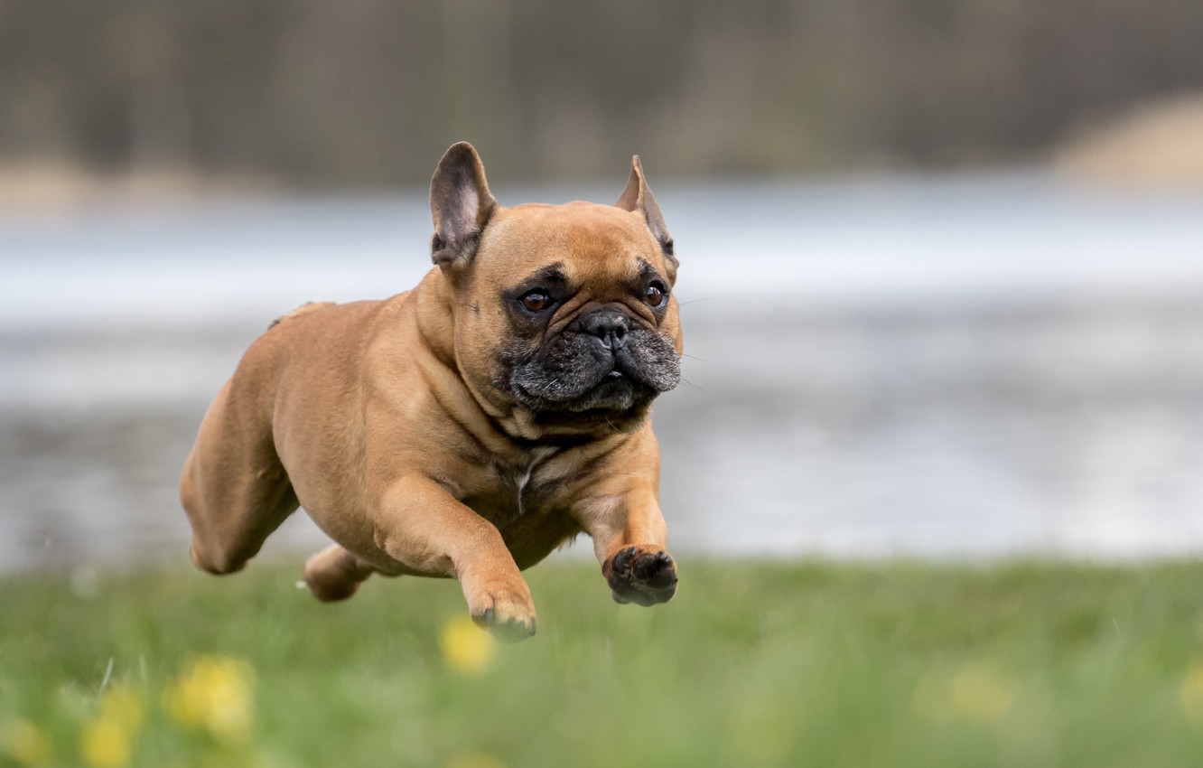 Photo Wallpaper Dog, Running, Flying French Bulldog - HD Wallpaper 