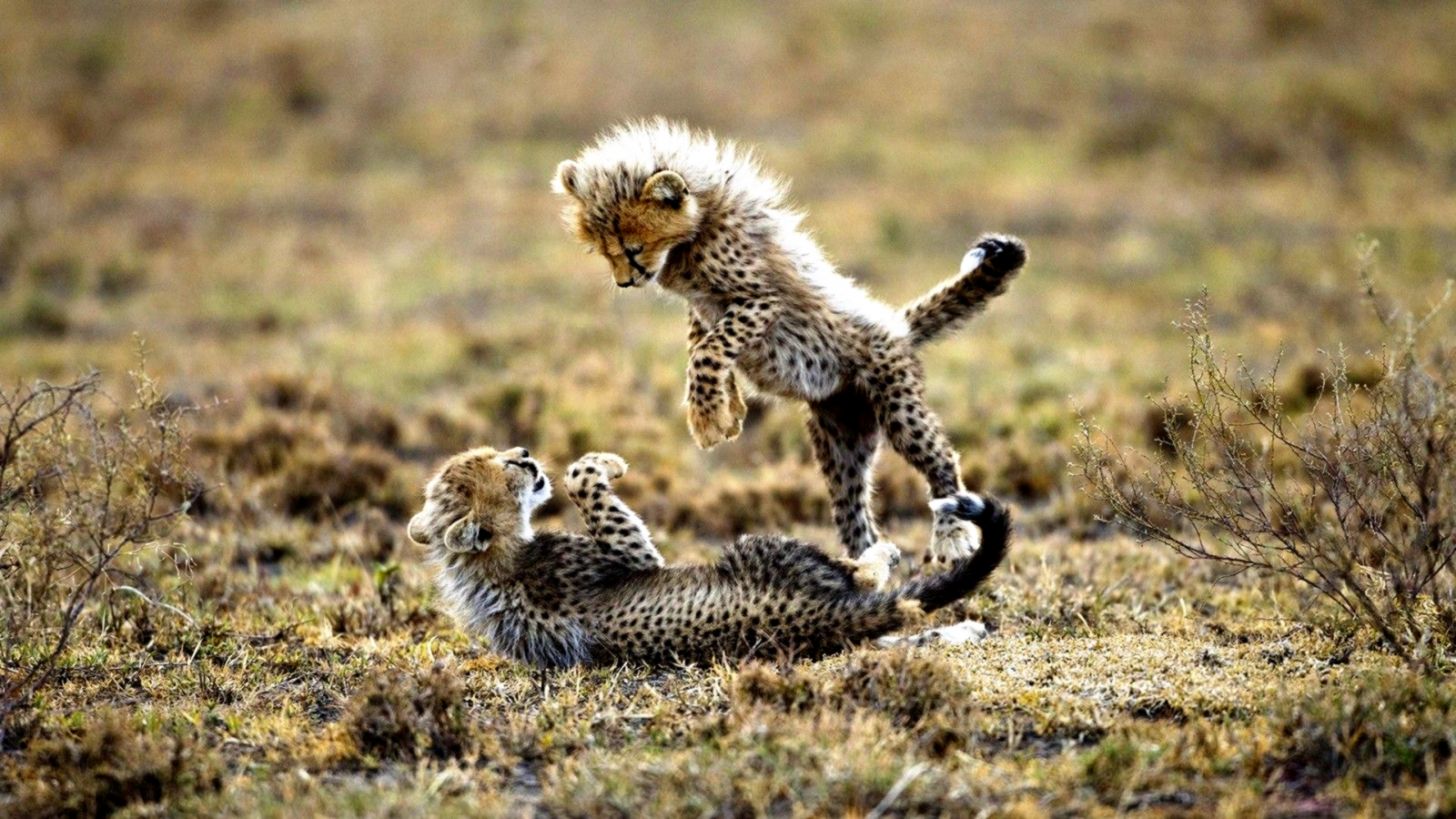 Baby Cheetah Wallpapers 001 Squee - Cheetah Cubs - HD Wallpaper 