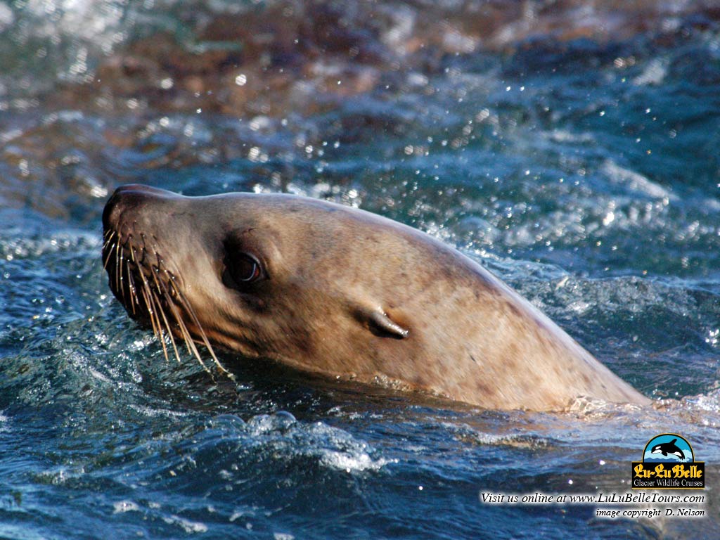 Wildlife - HD Wallpaper 