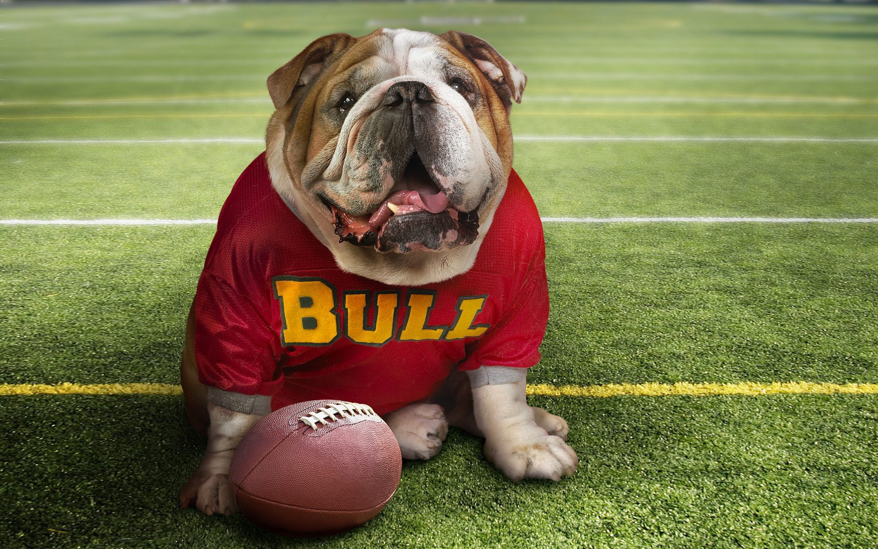 Bulldog Ingles Wallpaper Hd - HD Wallpaper 
