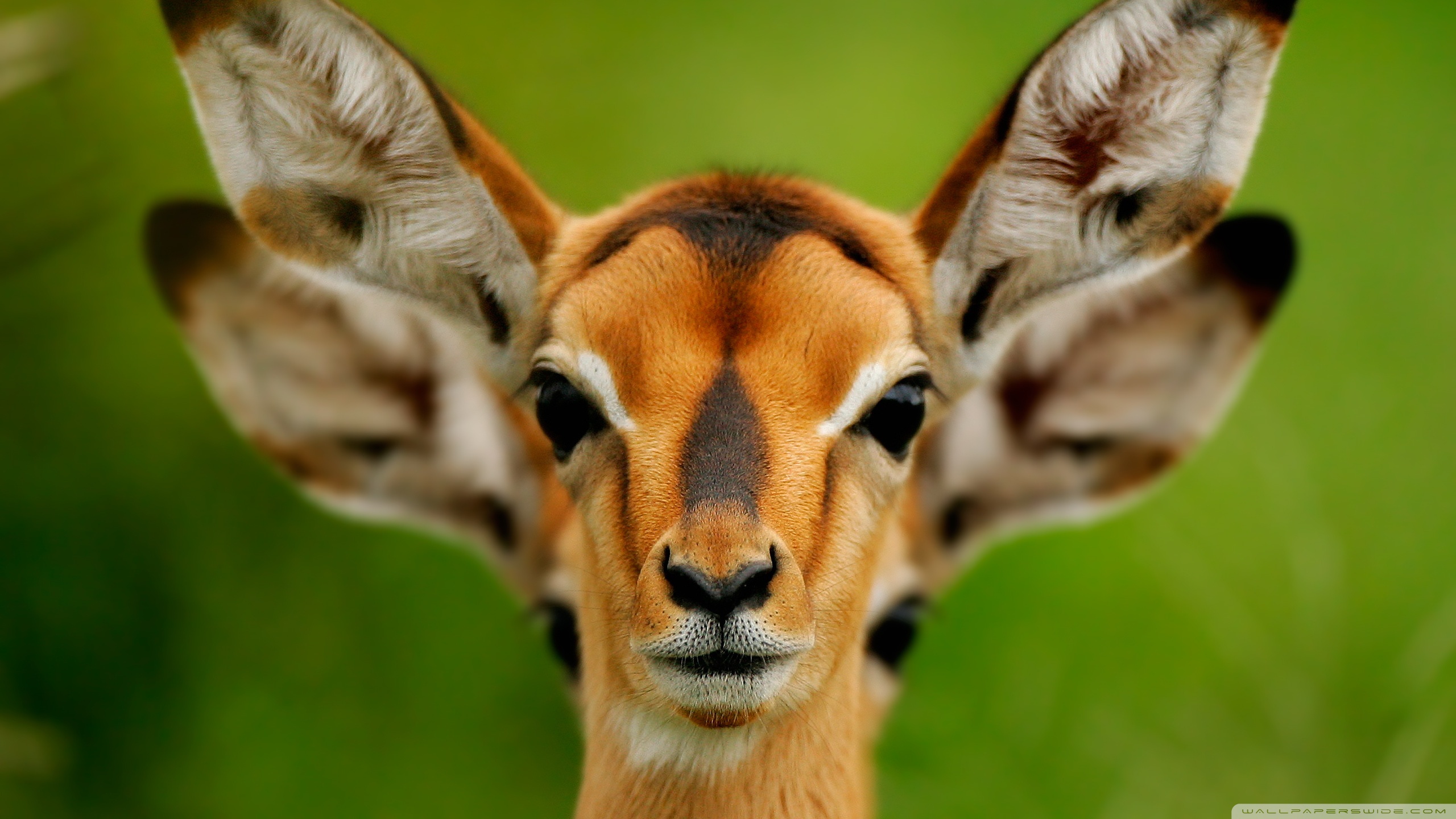 Wild Animals Hd - HD Wallpaper 