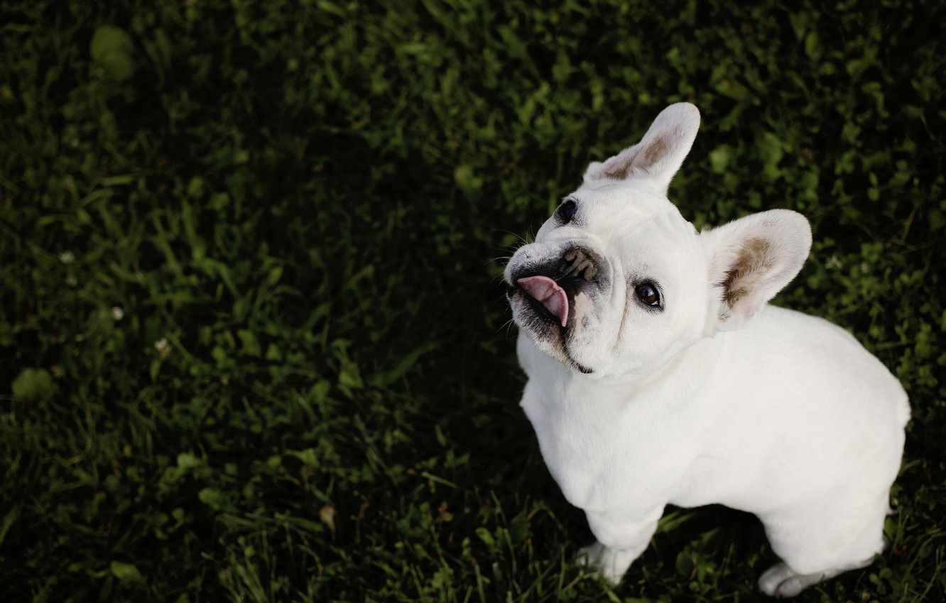 Photo Wallpaper Language, Look, Face, Dog, Bulldog, - French Bulldog Wallpaper Iphone - HD Wallpaper 