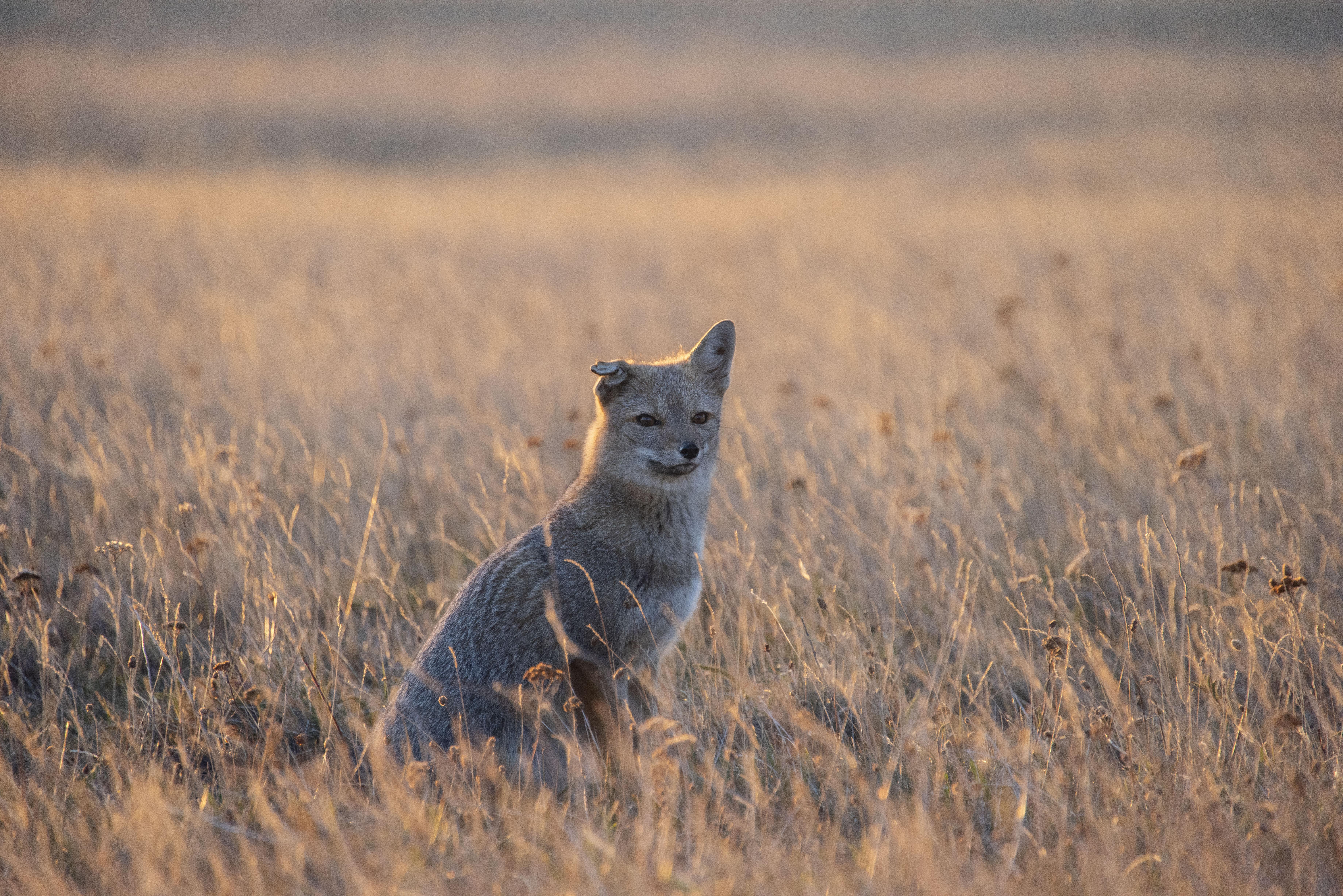 Swift Fox, Fox, Gray, Animal, Wildlife - Animal 4k - HD Wallpaper 