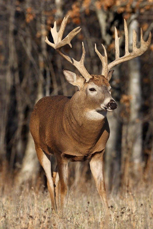 Hunting Deer - HD Wallpaper 