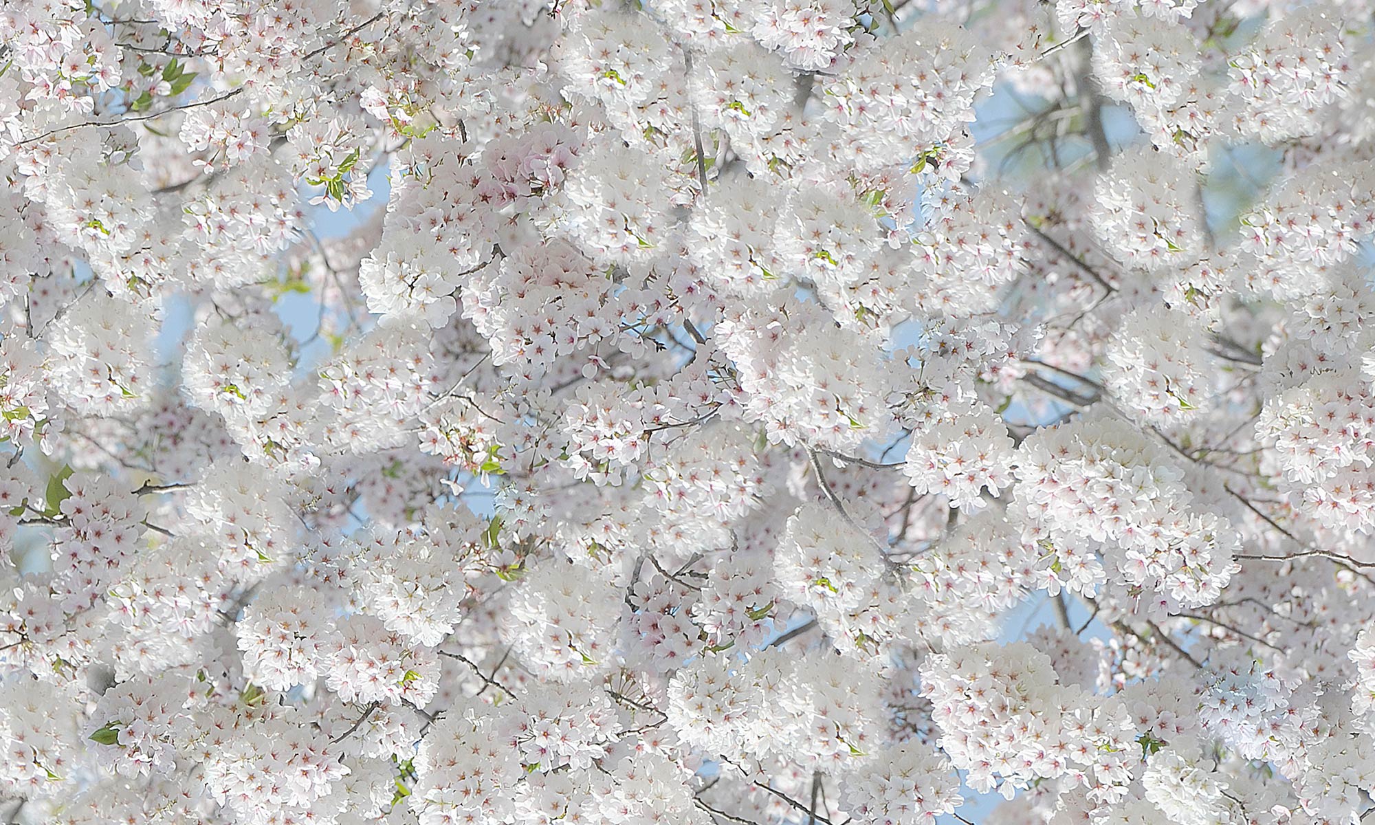 Grey Stars Wallpaper Free Photo Panama Flag 1920x1282 Wallpaper