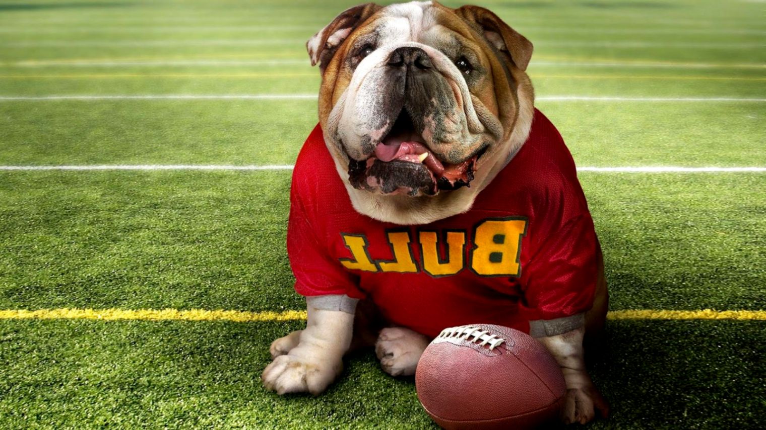 Bulldog Wallpapers App Ranking And Store Data App Annie - Sfondi