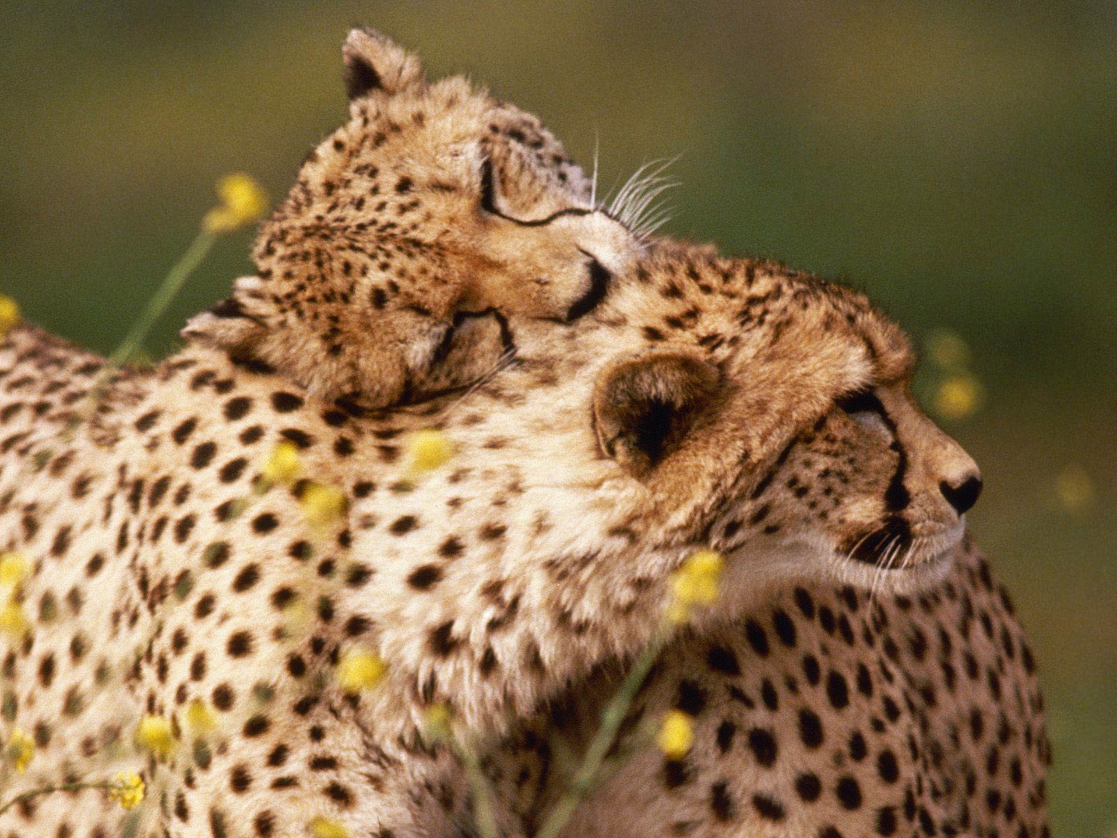 Free Cheetah Wallpaper Wallpapers Download - Male And Female Cheetah - HD Wallpaper 