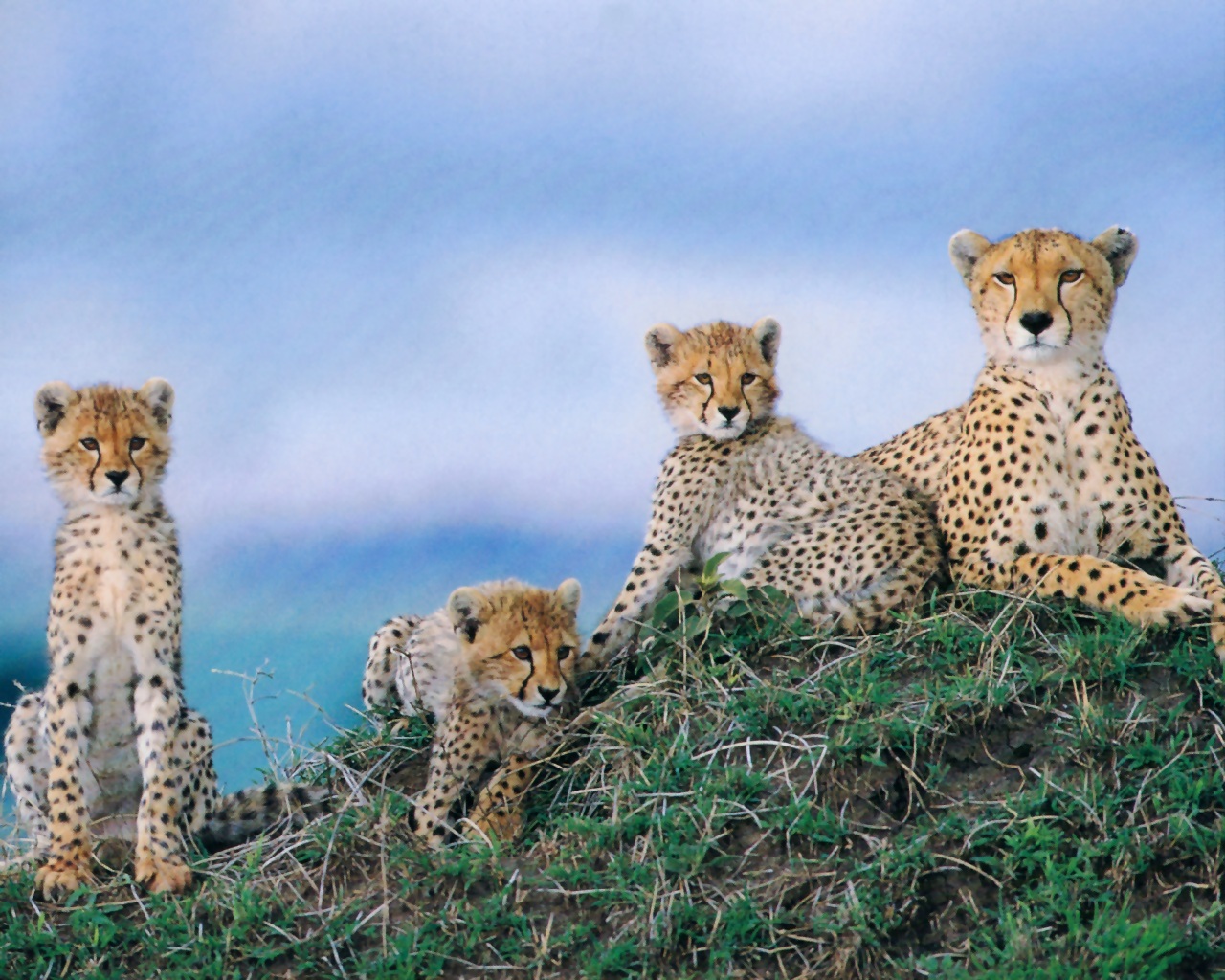 Wildlife Cheetah - Awi Animal Institute Welfare - HD Wallpaper 