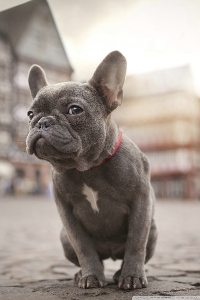 French Bulldog Iphone Background - HD Wallpaper 