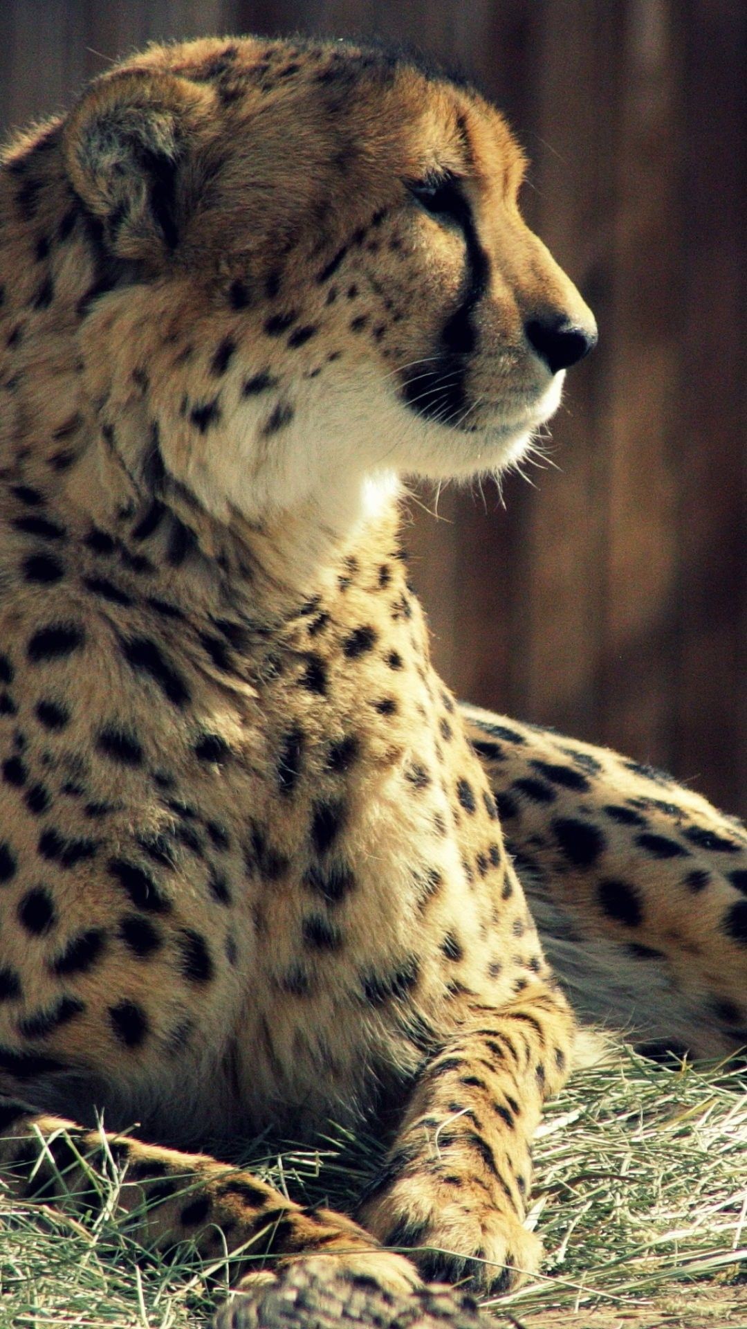 1080x1920, Iphone 6s Cheetah Wallpaper Hd • Iphones - Cheetah Hd Wallpapers For Mobile - HD Wallpaper 