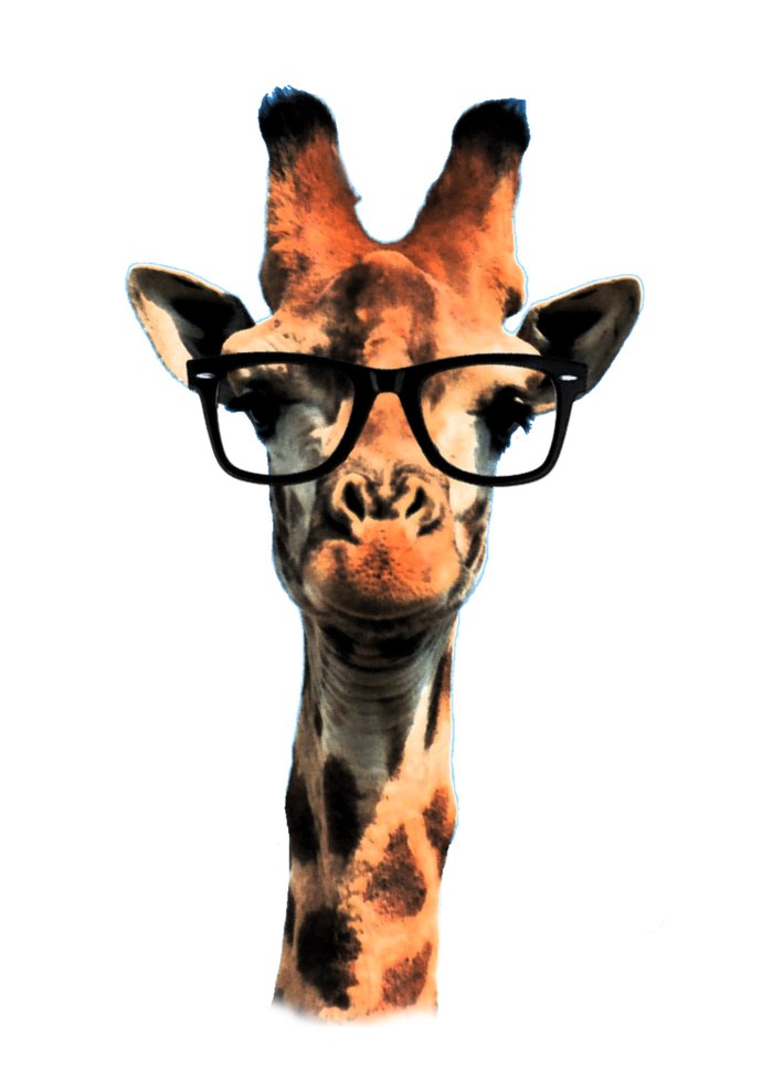 Giraffe Head Png - HD Wallpaper 