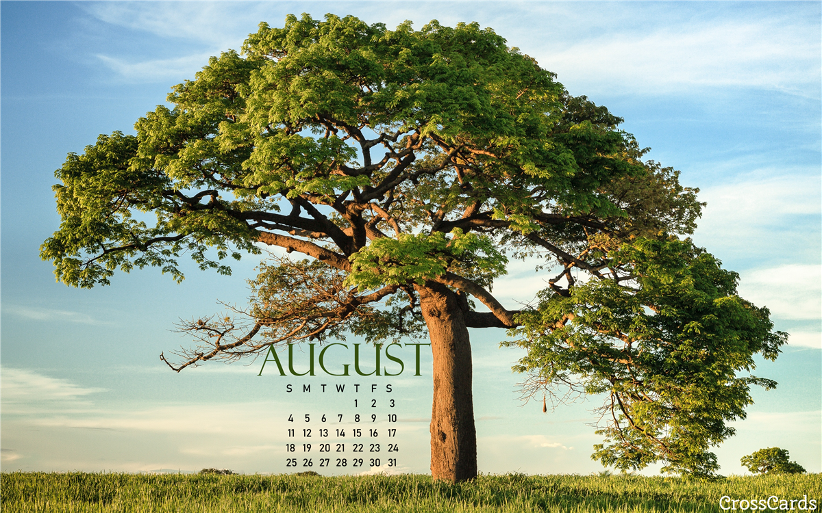 August 2019 - Shade Tree - August 2019 Desktop Background - HD Wallpaper 