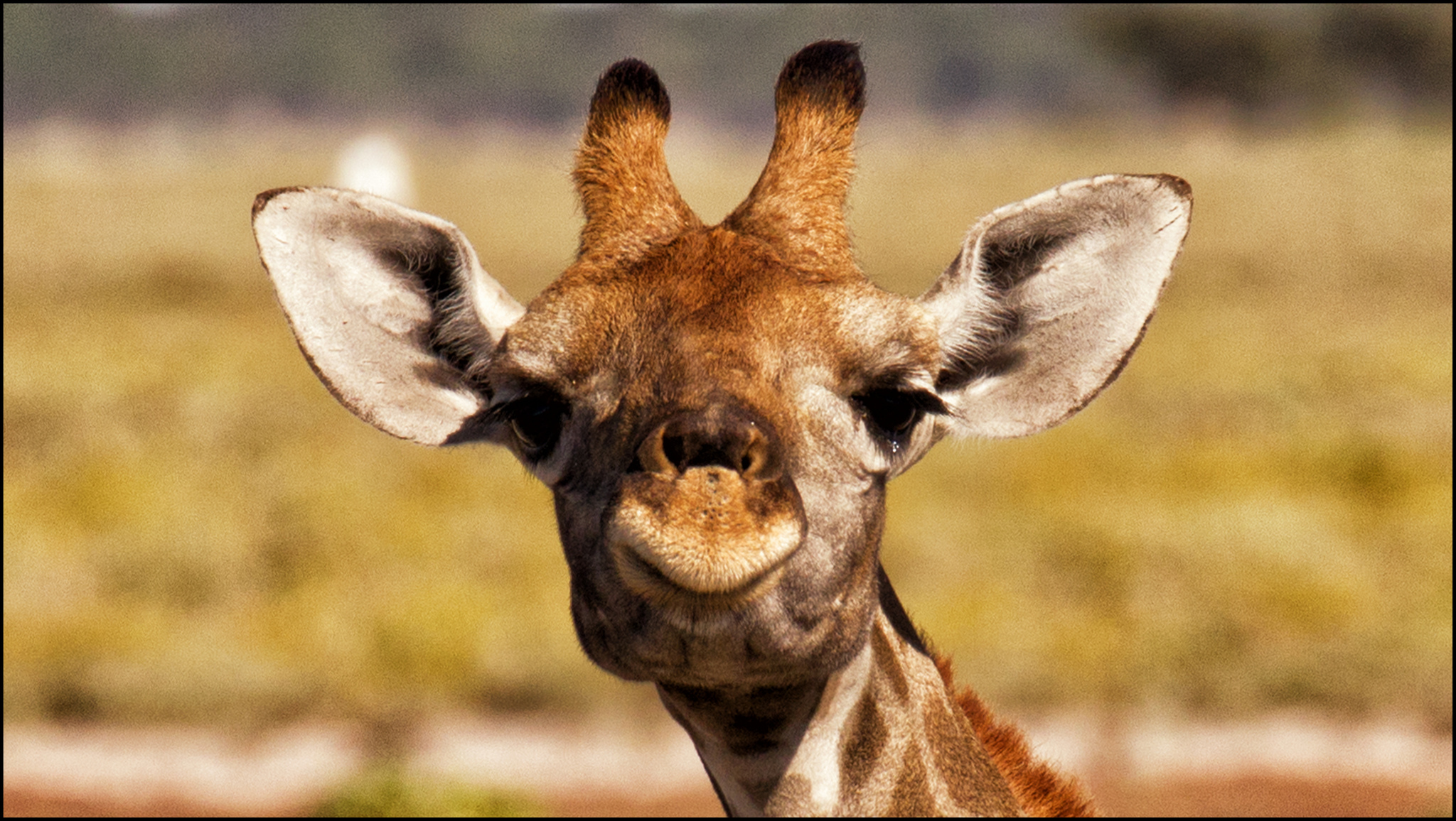 Giraffe Desktop Background - HD Wallpaper 