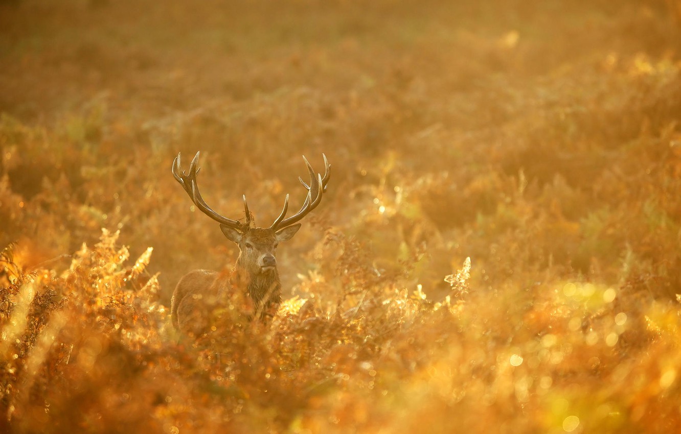 Photo Wallpaper Autumn, Forest, Nature, Gold, Deer, - Deer In Autumn Forest - HD Wallpaper 
