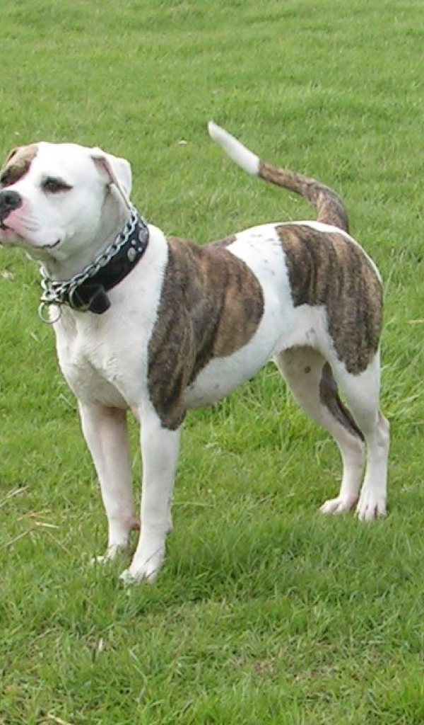 Pitbull Next To Bulldog - HD Wallpaper 