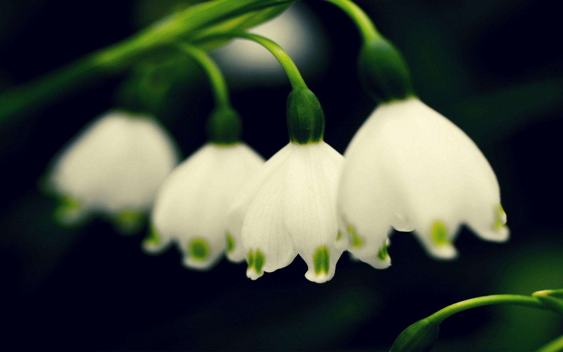 Laptop, Nature Wallpaper Tumblr Free,tablet,flower - 4k Wallpapers Spring Snowdrops - HD Wallpaper 