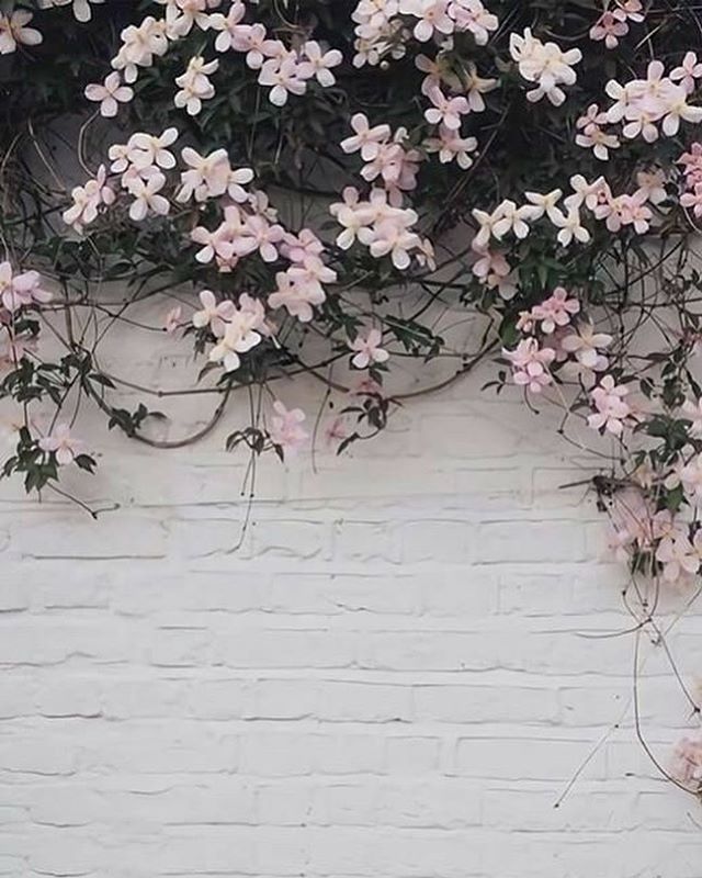 Pretty Flower Iphone Wallpaper - Classy Wallpaper For Mobile - HD Wallpaper 