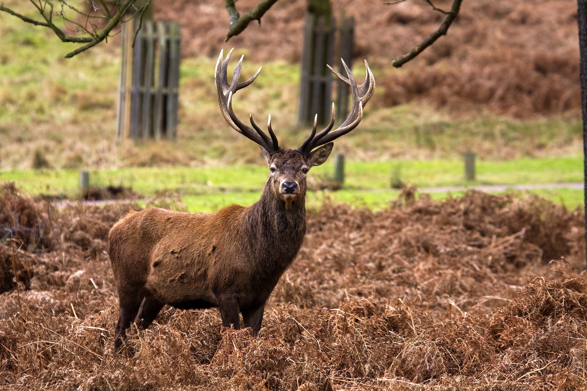 Red Deer - HD Wallpaper 