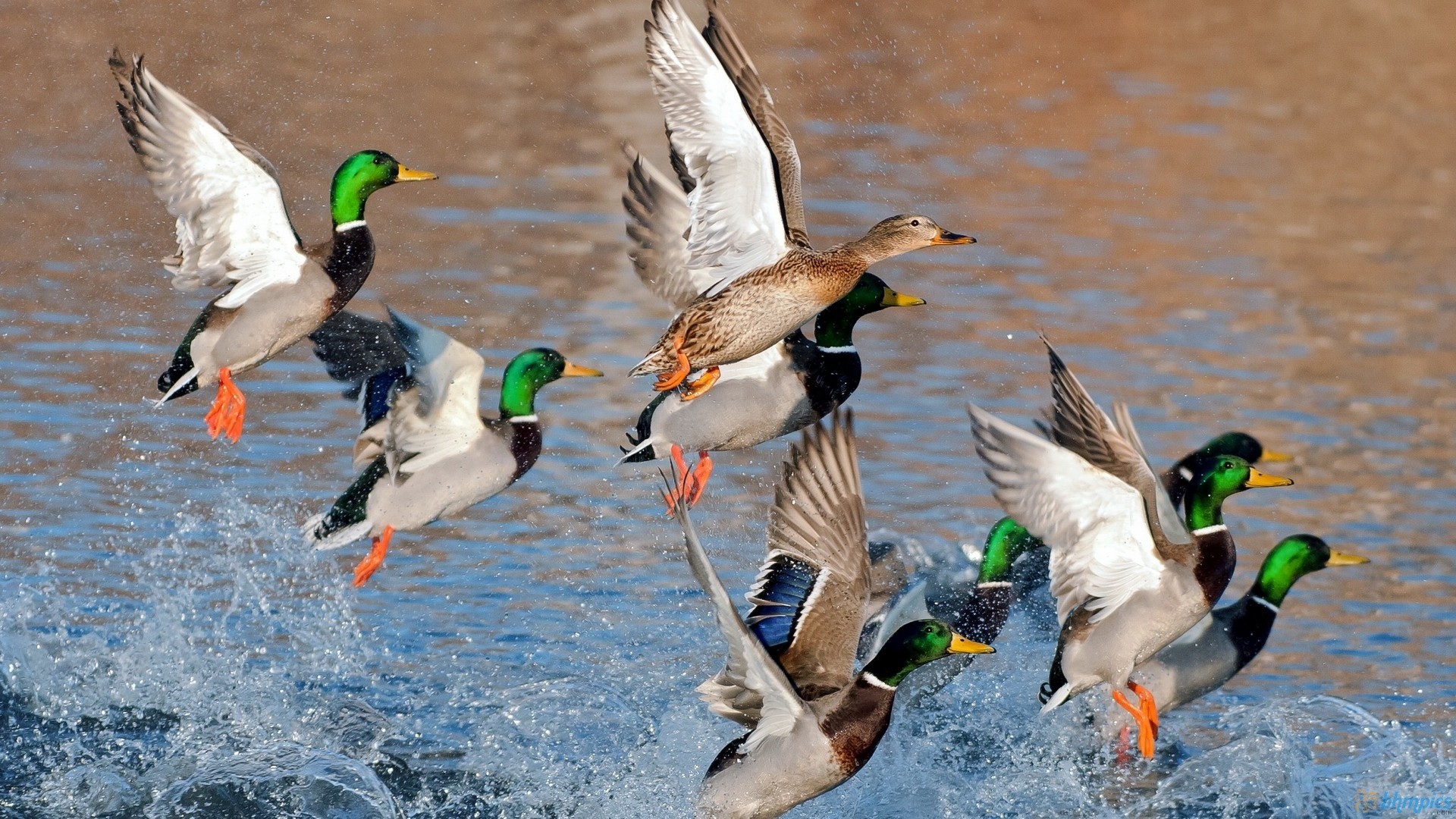Duck Hunting Wallpaper 
 Data Src Large Duck Hunting - Best Duck - HD Wallpaper 