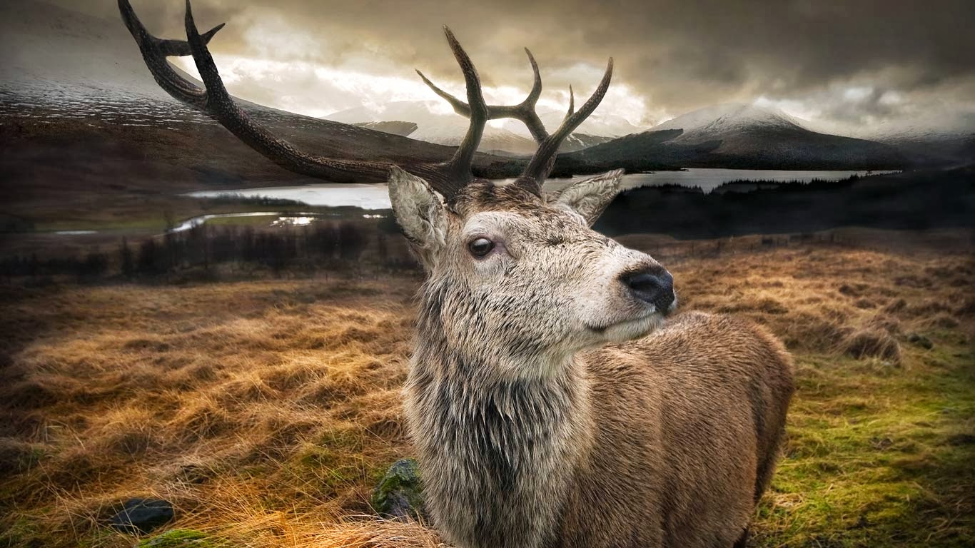 Deer Male Close Up - HD Wallpaper 