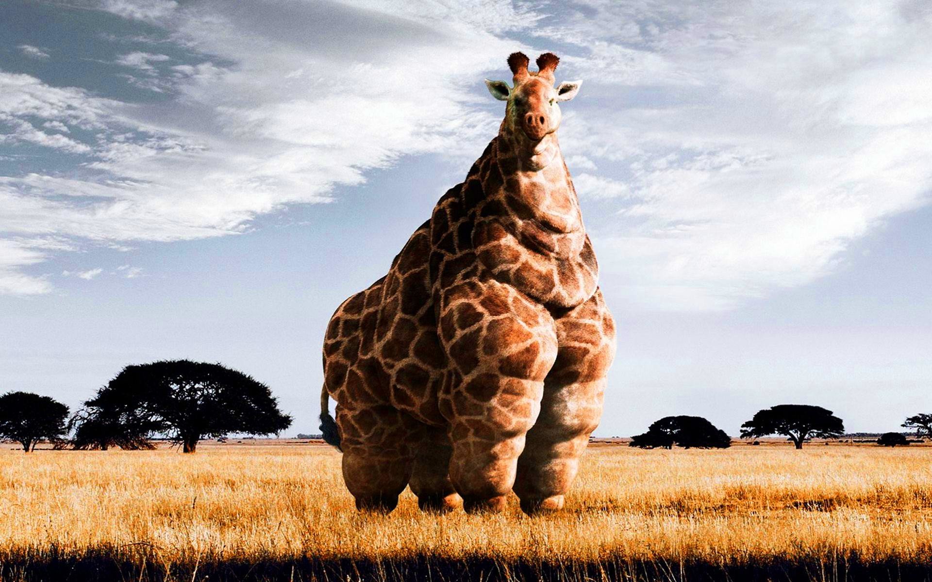 Funny Giraffe Pictures Wallpapers Adorable Wallpapers - Cool Giraffe Backgrounds - HD Wallpaper 