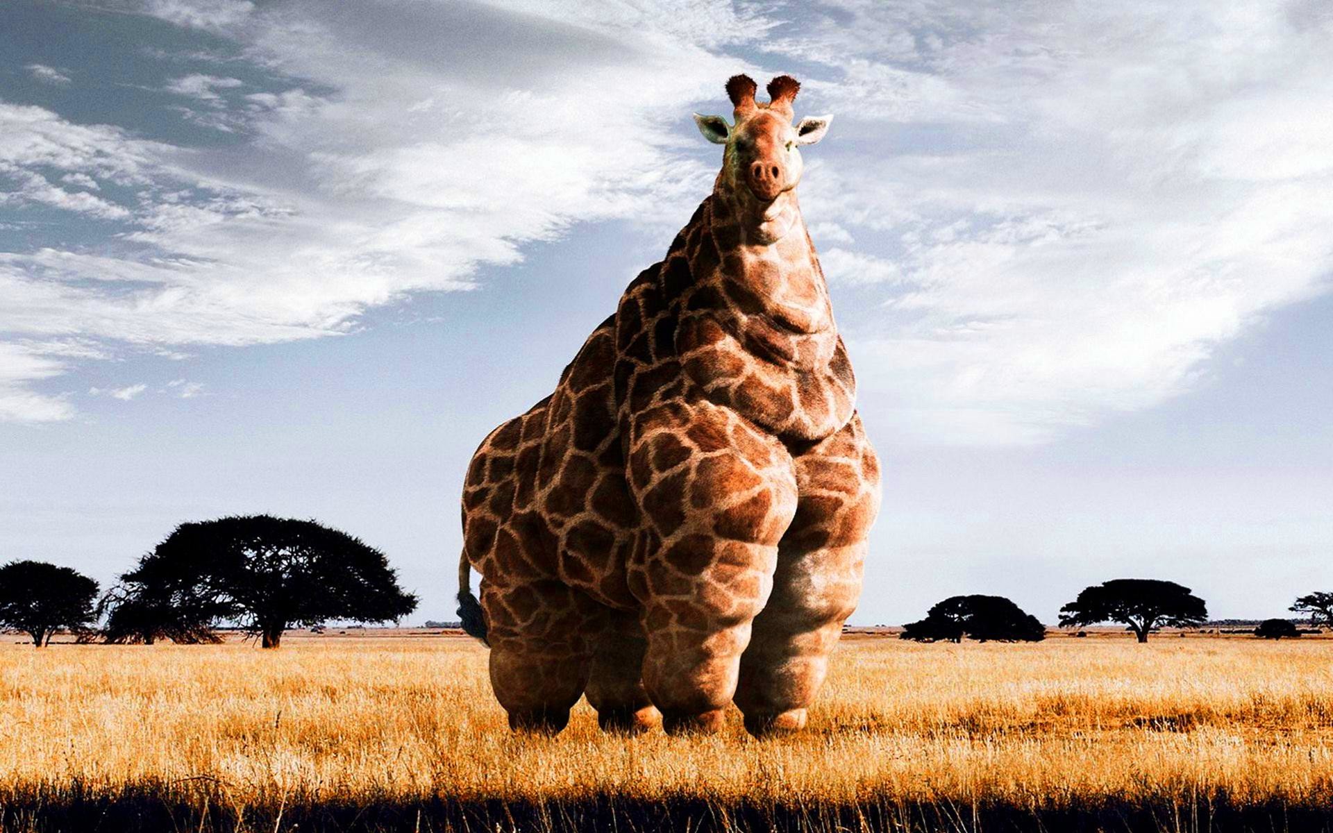 Funny Giraffe Pictures Wallpapers Adorable Wallpapers - Cool Giraffe