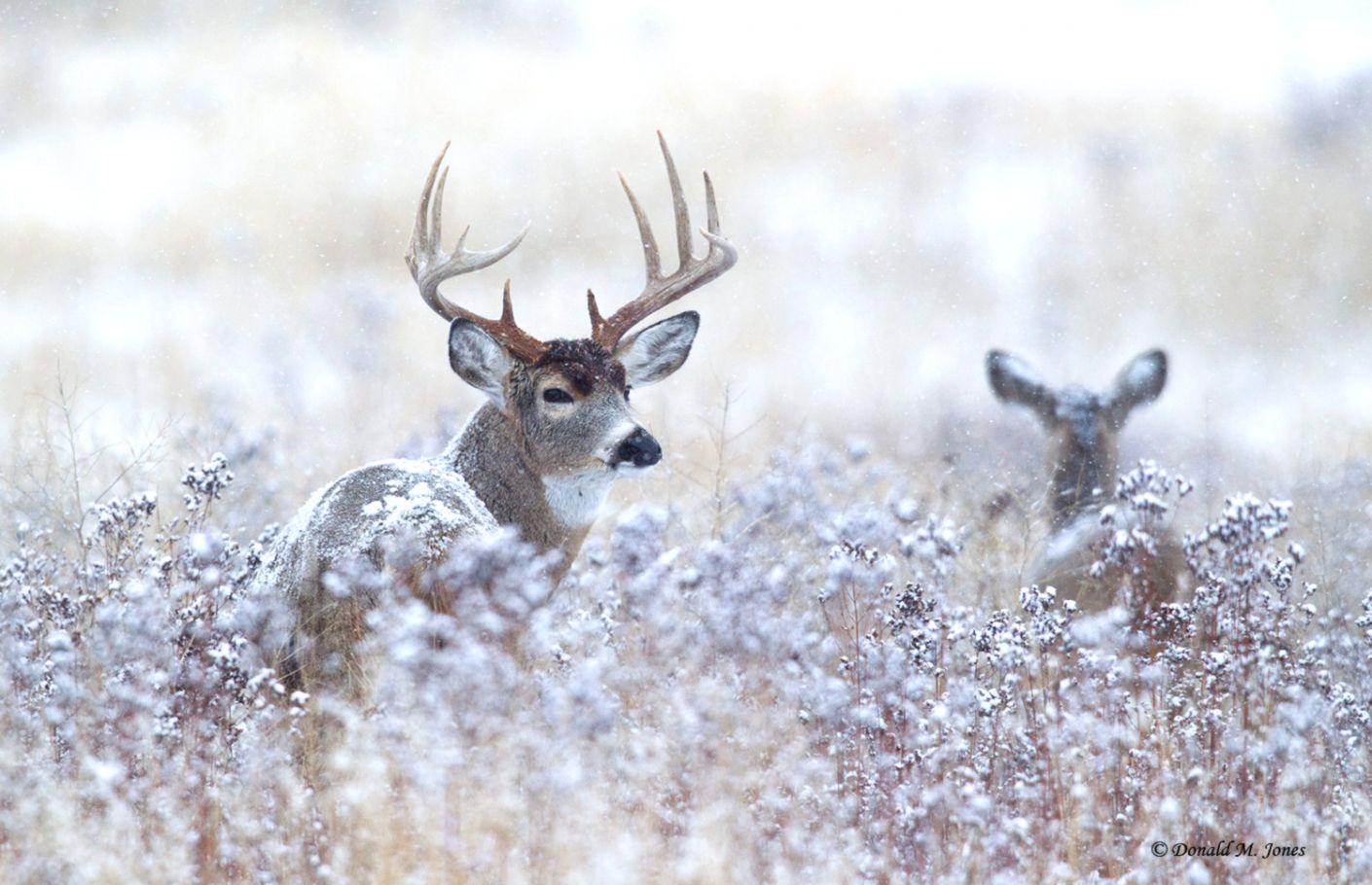 Whitetail Deer Hunting Wallpaper 38 Page 3 Of - Hq Photos Whitetail Deer - HD Wallpaper 