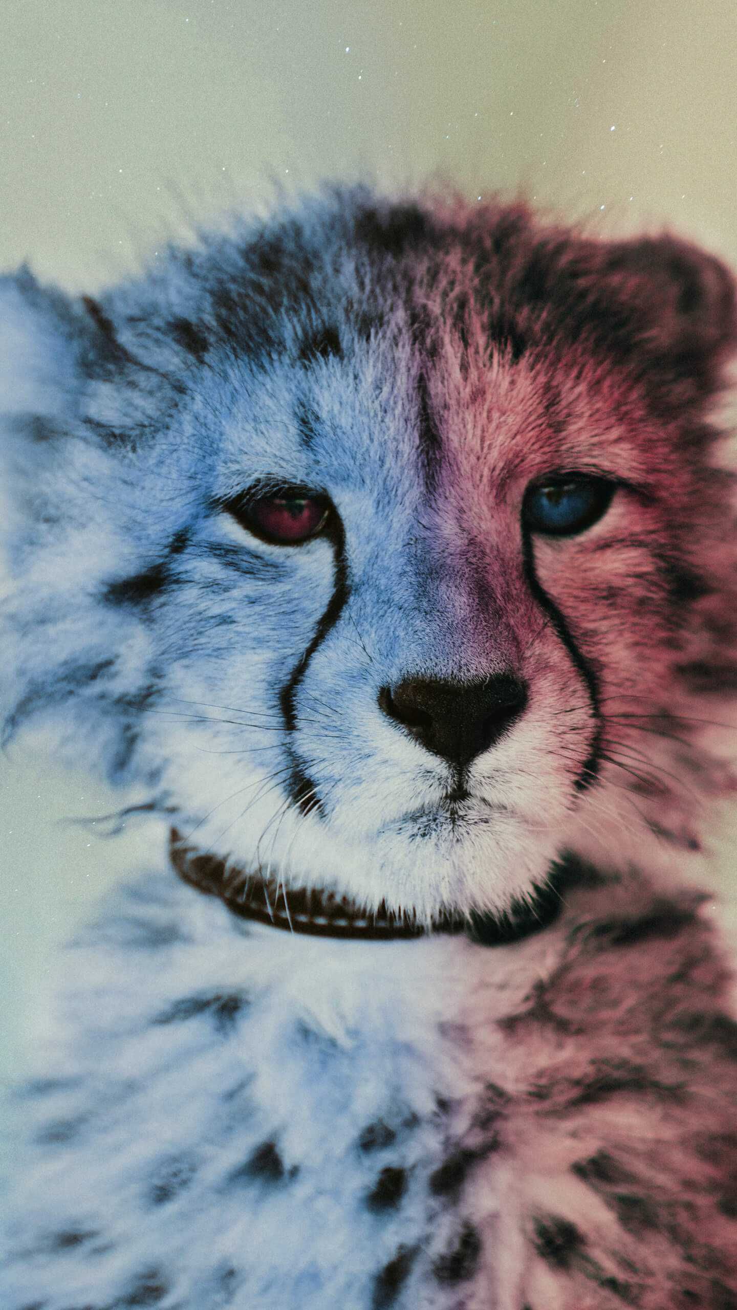 Iphone Baby Cheetah - HD Wallpaper 