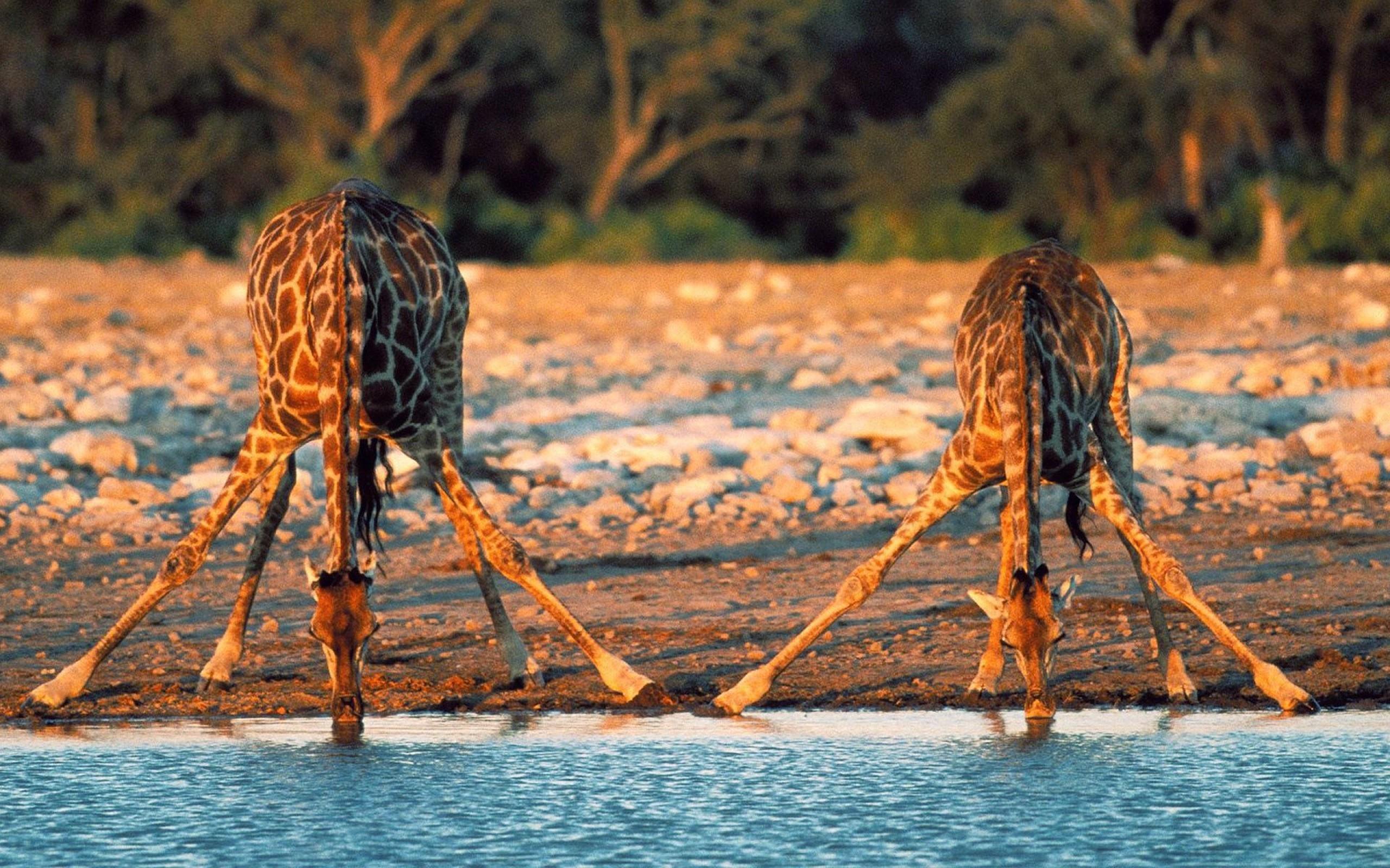Cute Giraffe Drinking Water - HD Wallpaper 