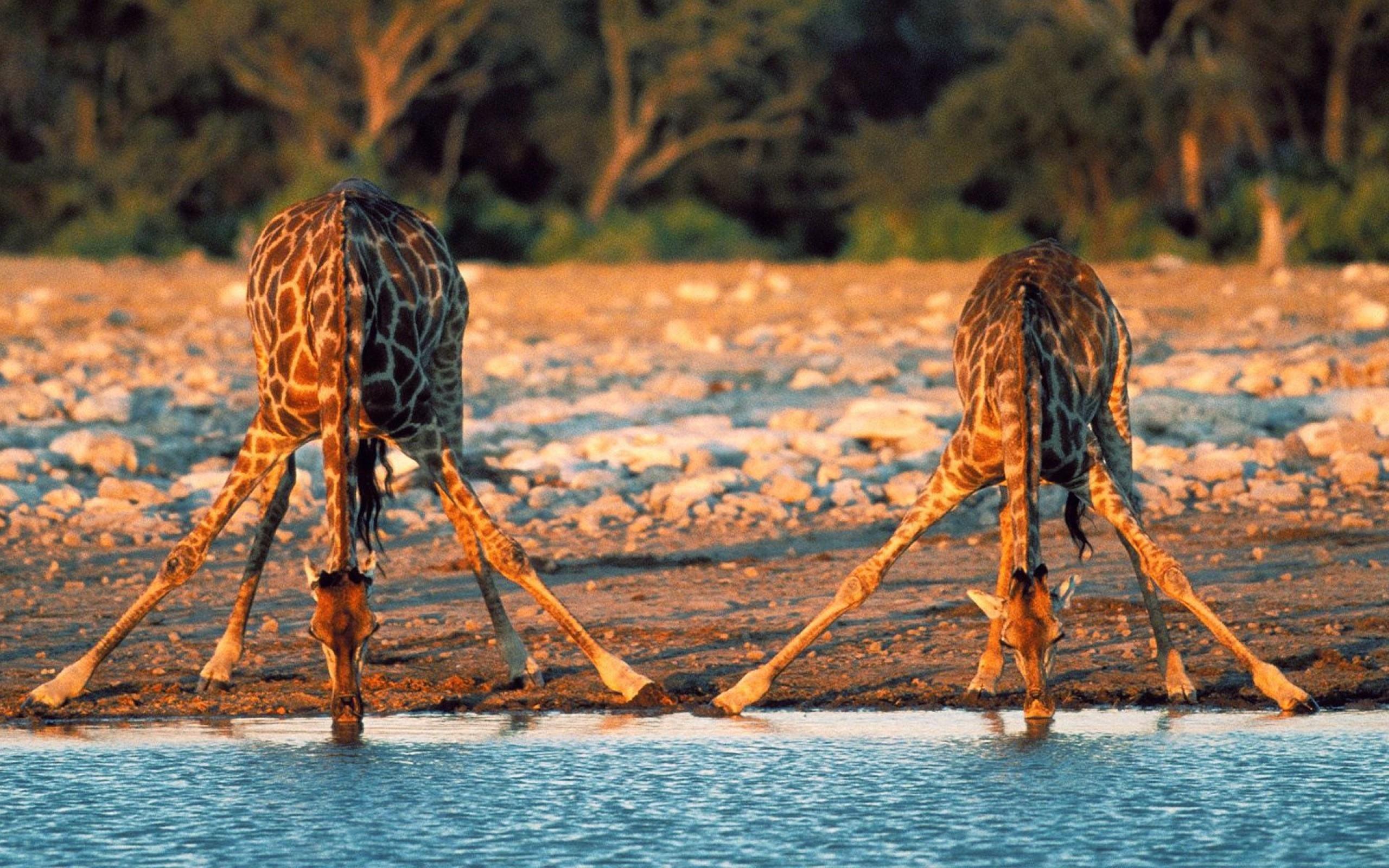 Cute Giraffe Drinking Water - 2560x1600 Wallpaper - teahub.io