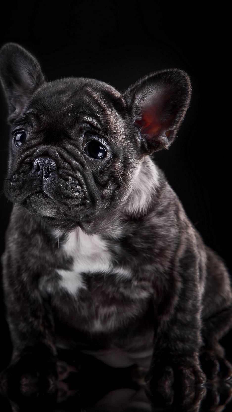 Wallpaper French Bulldog, Puppy, Dog - French Bulldog Iphone X - HD Wallpaper 