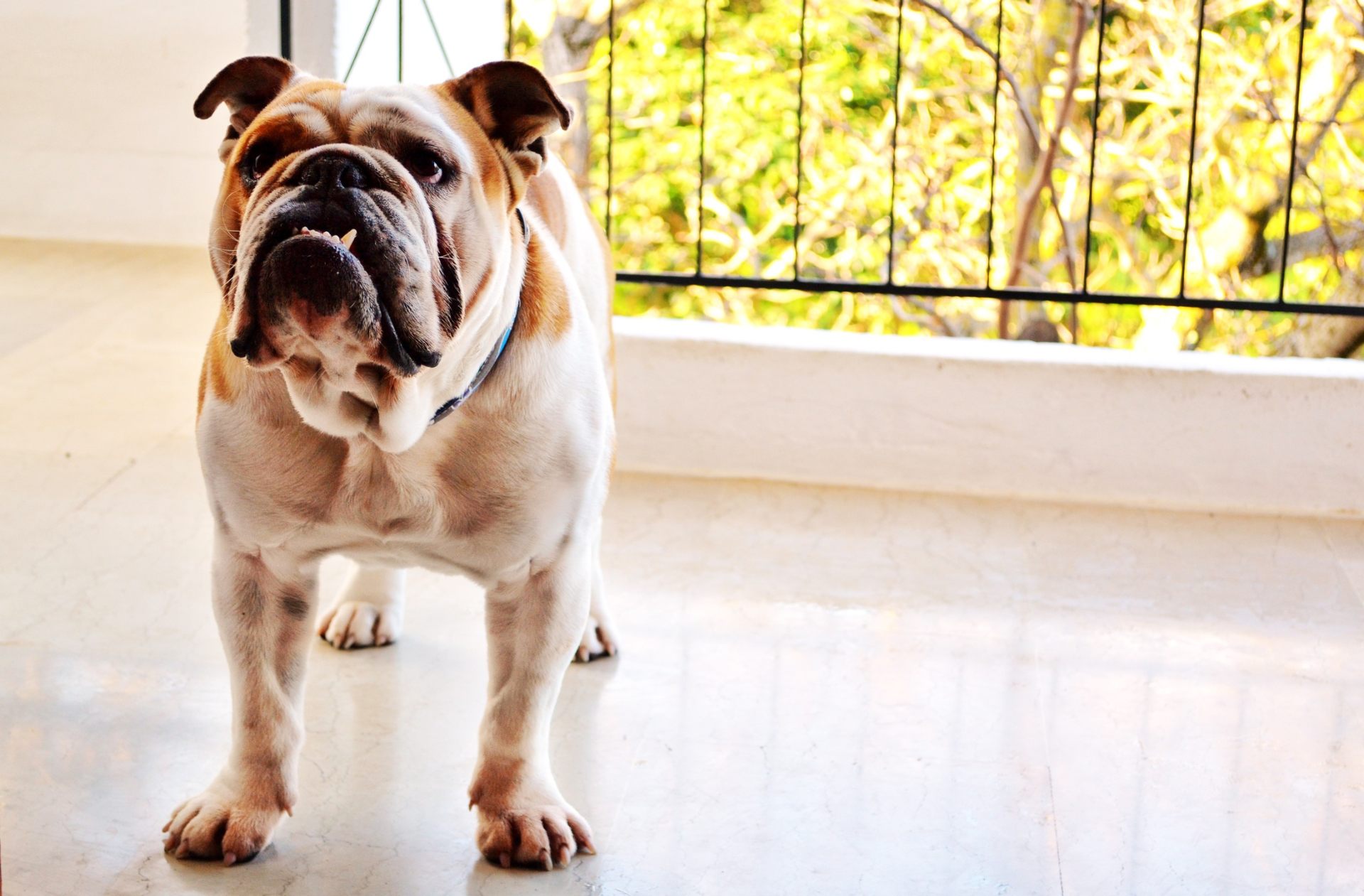 White And Brown English Bulldog Male Wallpaper - Bulldog Fleas - HD Wallpaper 
