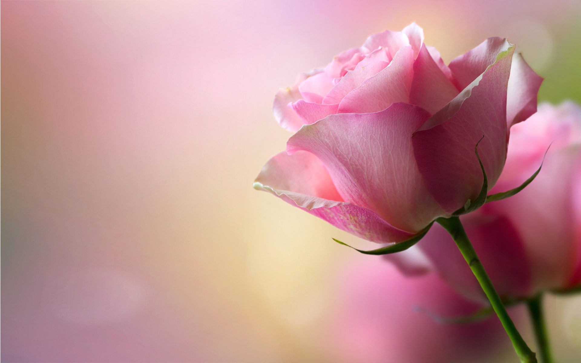 Happy Rose Day Cute - HD Wallpaper 