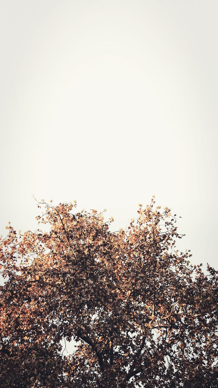 simple fall iphone backgrounds