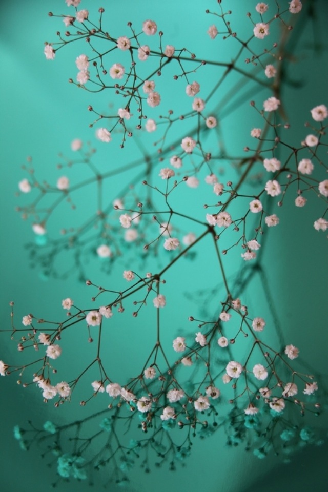 Pretty Little Flowers Iphone 4s Wallpaper - Cherry Blossom With Turquoise Background - HD Wallpaper 