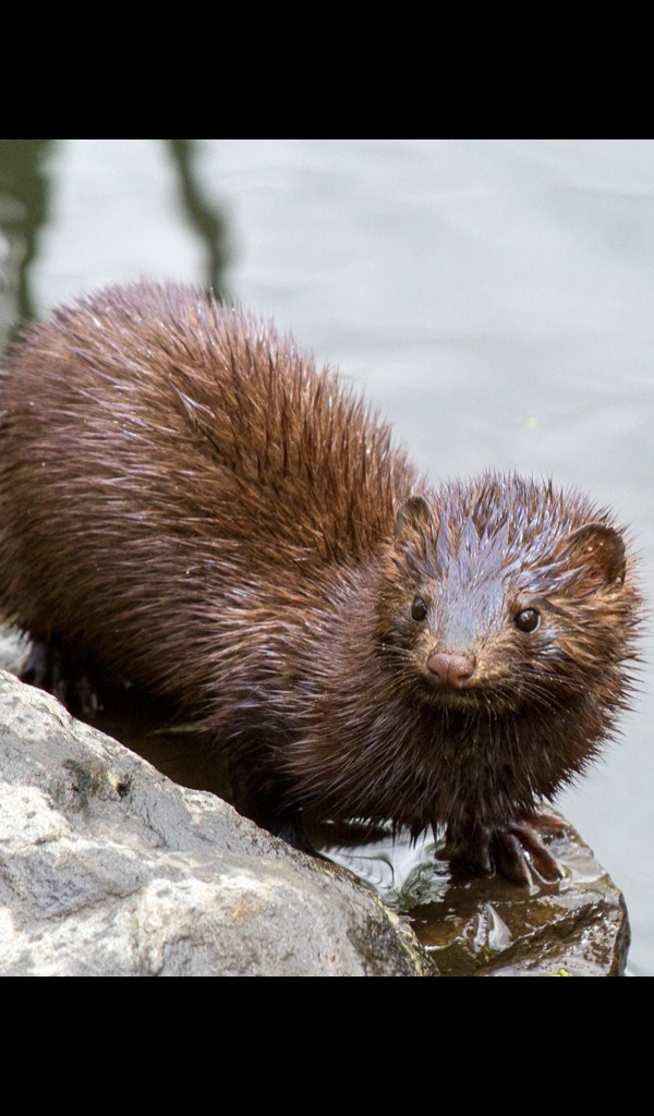 American Mink In Iceland - HD Wallpaper 