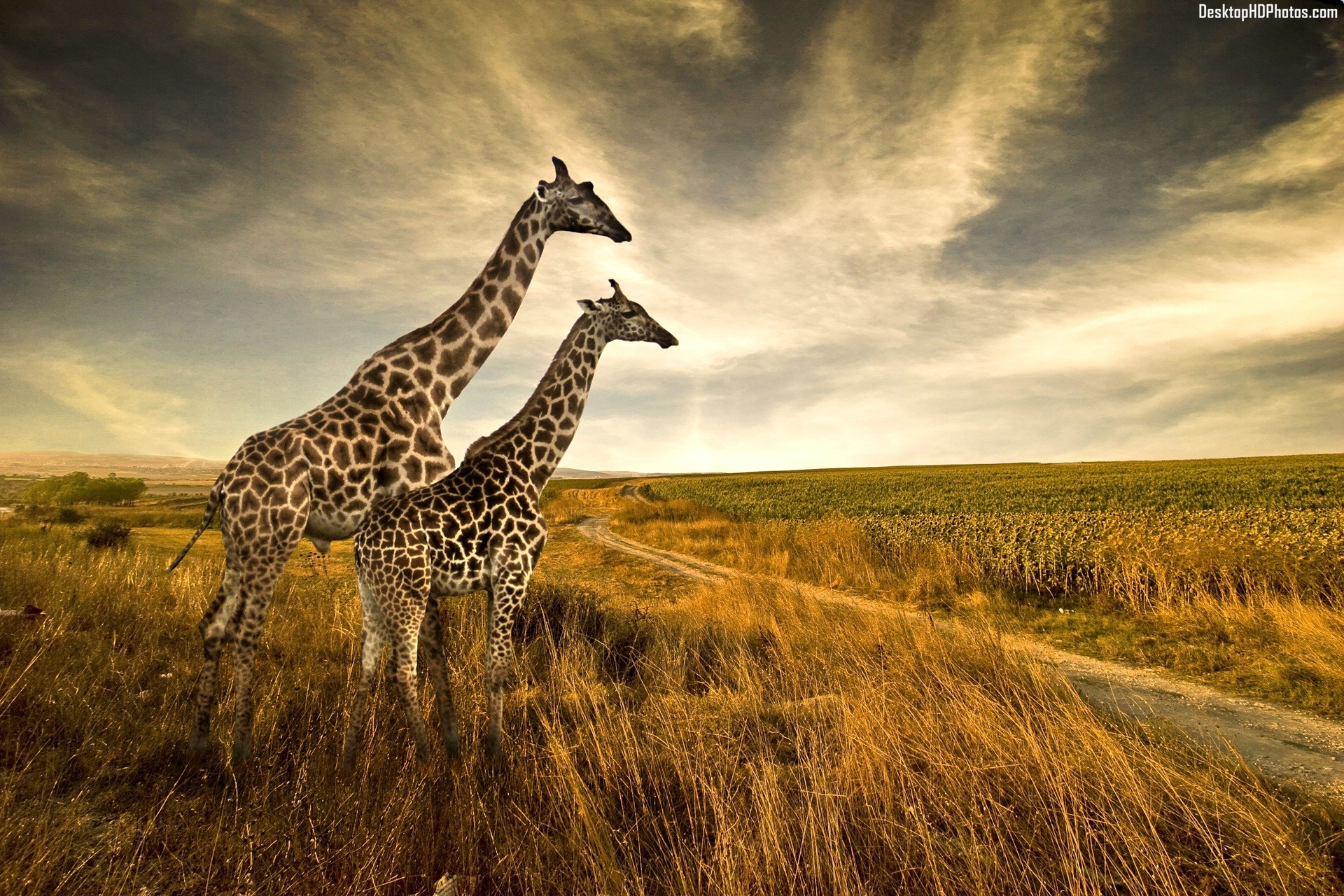 Giraffe Wallpapers Hd - HD Wallpaper 