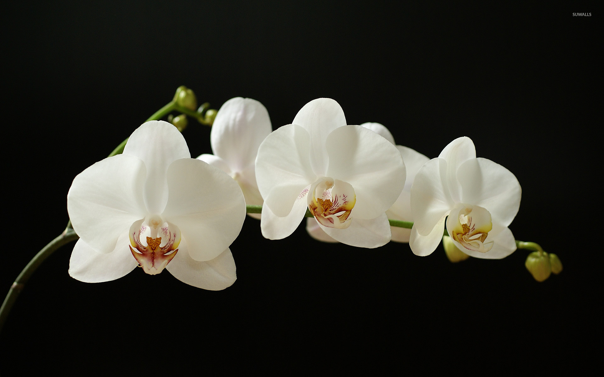 1920x1200, White Orchid Wallpaper 
 Data Id 244955 - White Orchid High Resolution - HD Wallpaper 