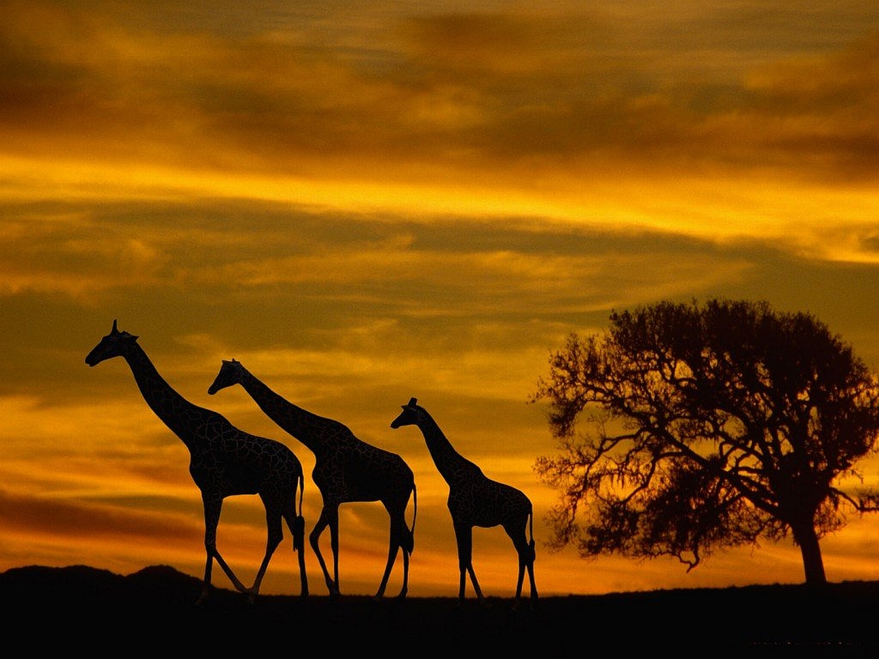 Giraffes Sunset Background - HD Wallpaper 