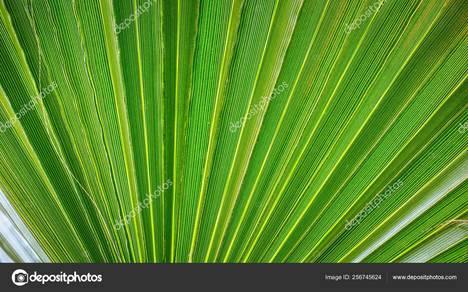 Sabal Minor - HD Wallpaper 