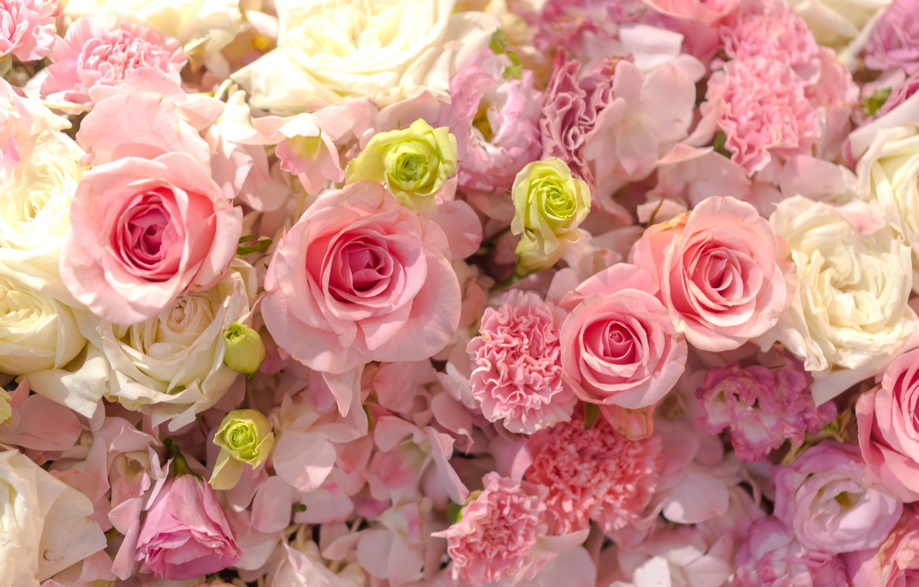 Photo Wallpaper Background, Gentle, Buds, Pink, Roses - Rose Pink Flowers - HD Wallpaper 