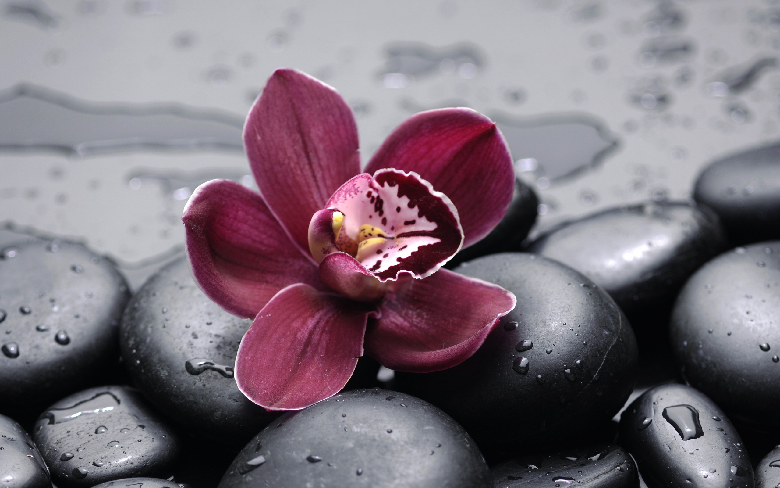 Orchid Backgrounds - HD Wallpaper 