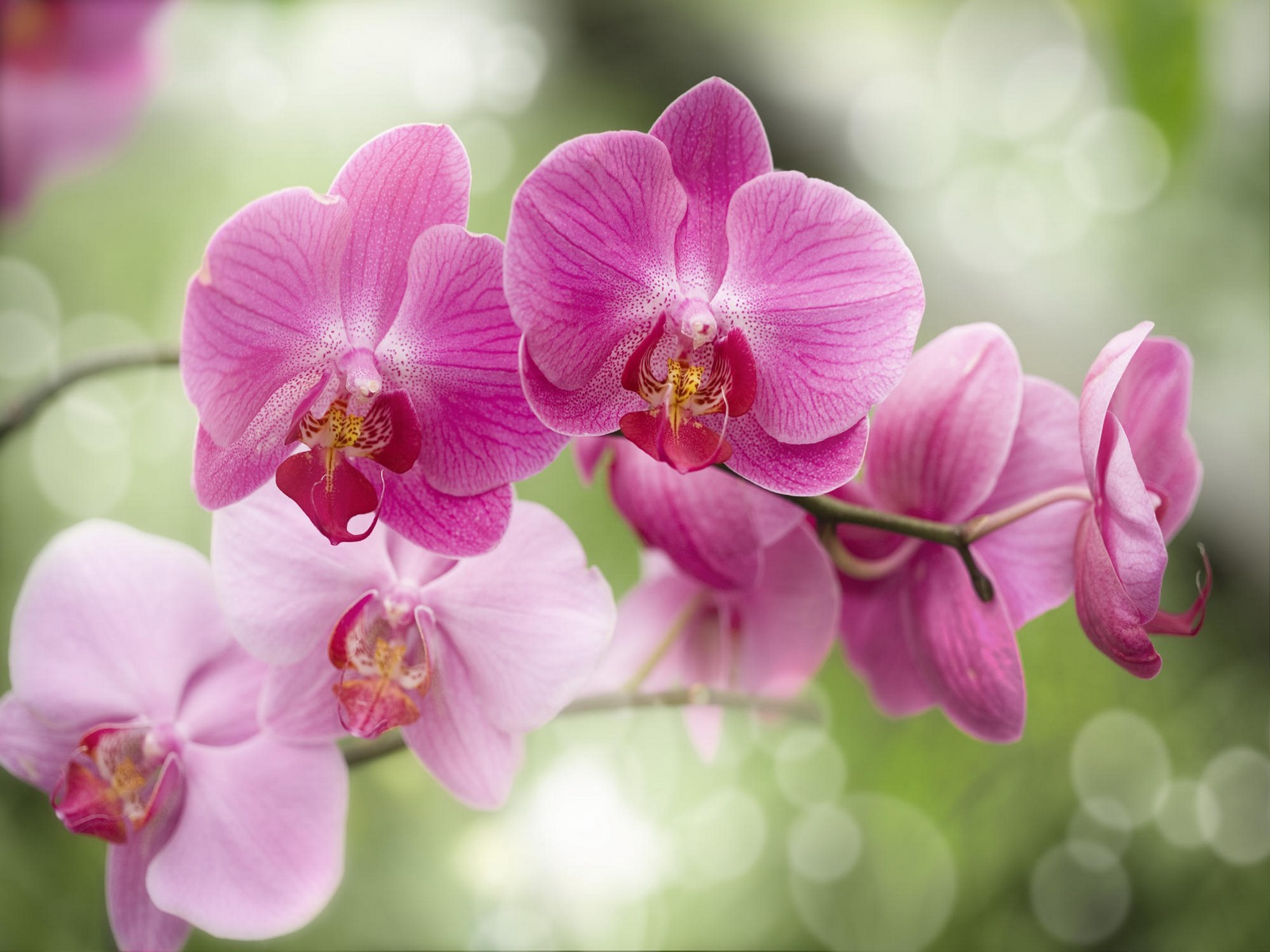 Beautiful Orchid Flowers Hd - HD Wallpaper 