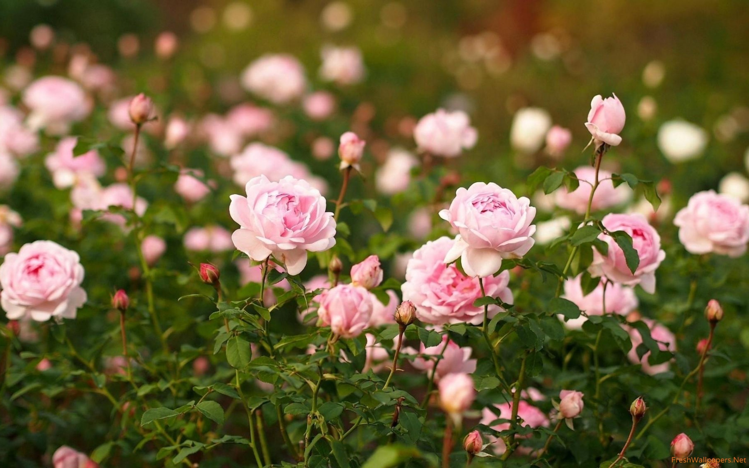 Pale Pink Roses Hd - HD Wallpaper 