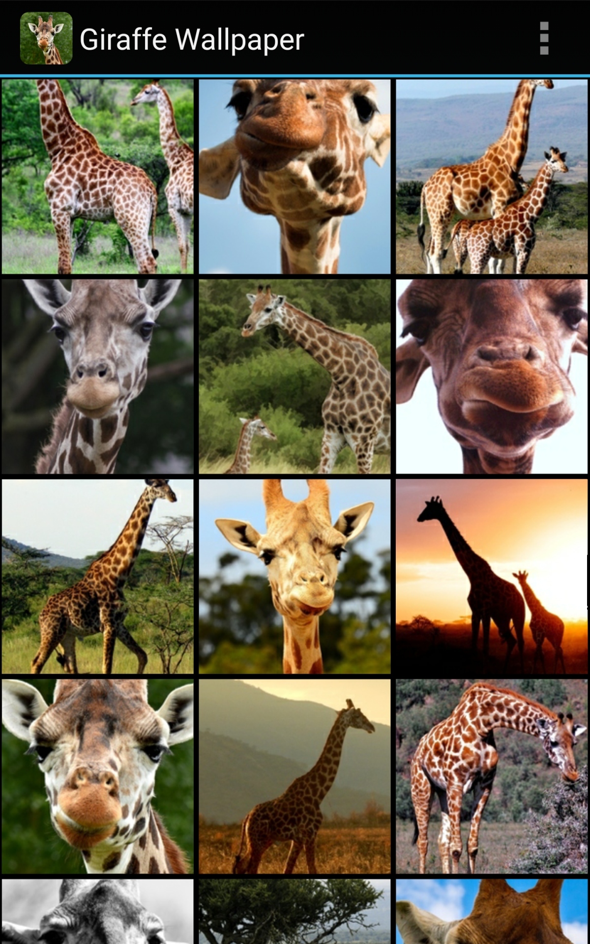 Giraffe - HD Wallpaper 