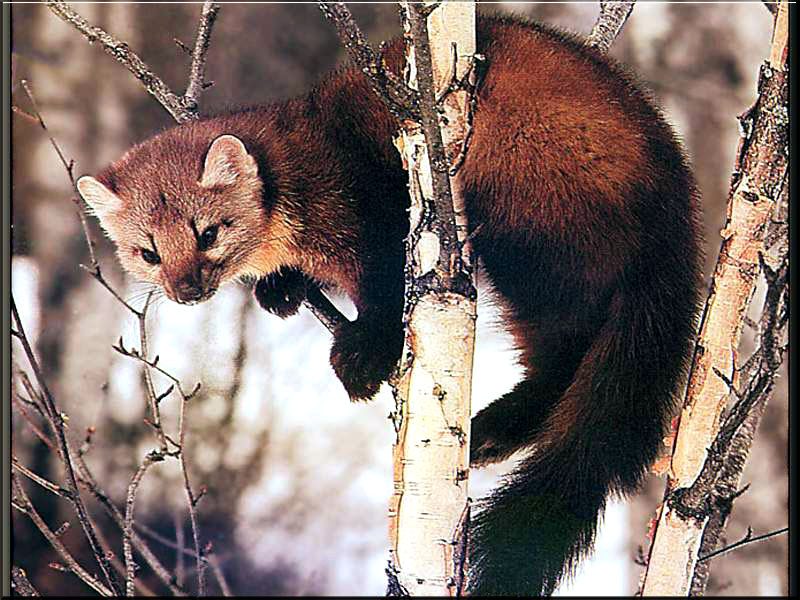 Куница Пнг - HD Wallpaper 