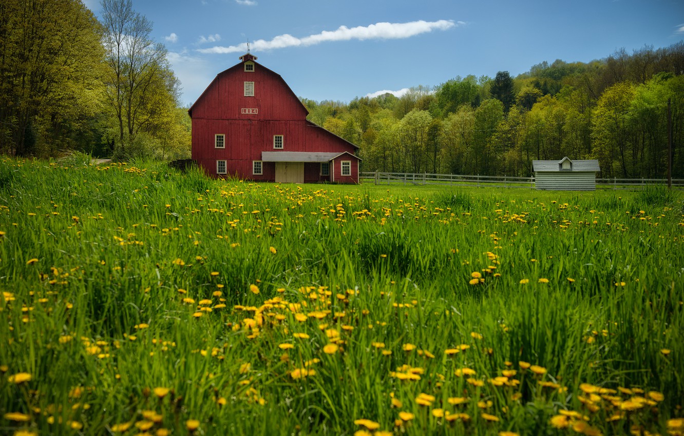 Photo Wallpaper Trees, Meadow, The Barn, Dandelions, - Barn Backgrounds - HD Wallpaper 