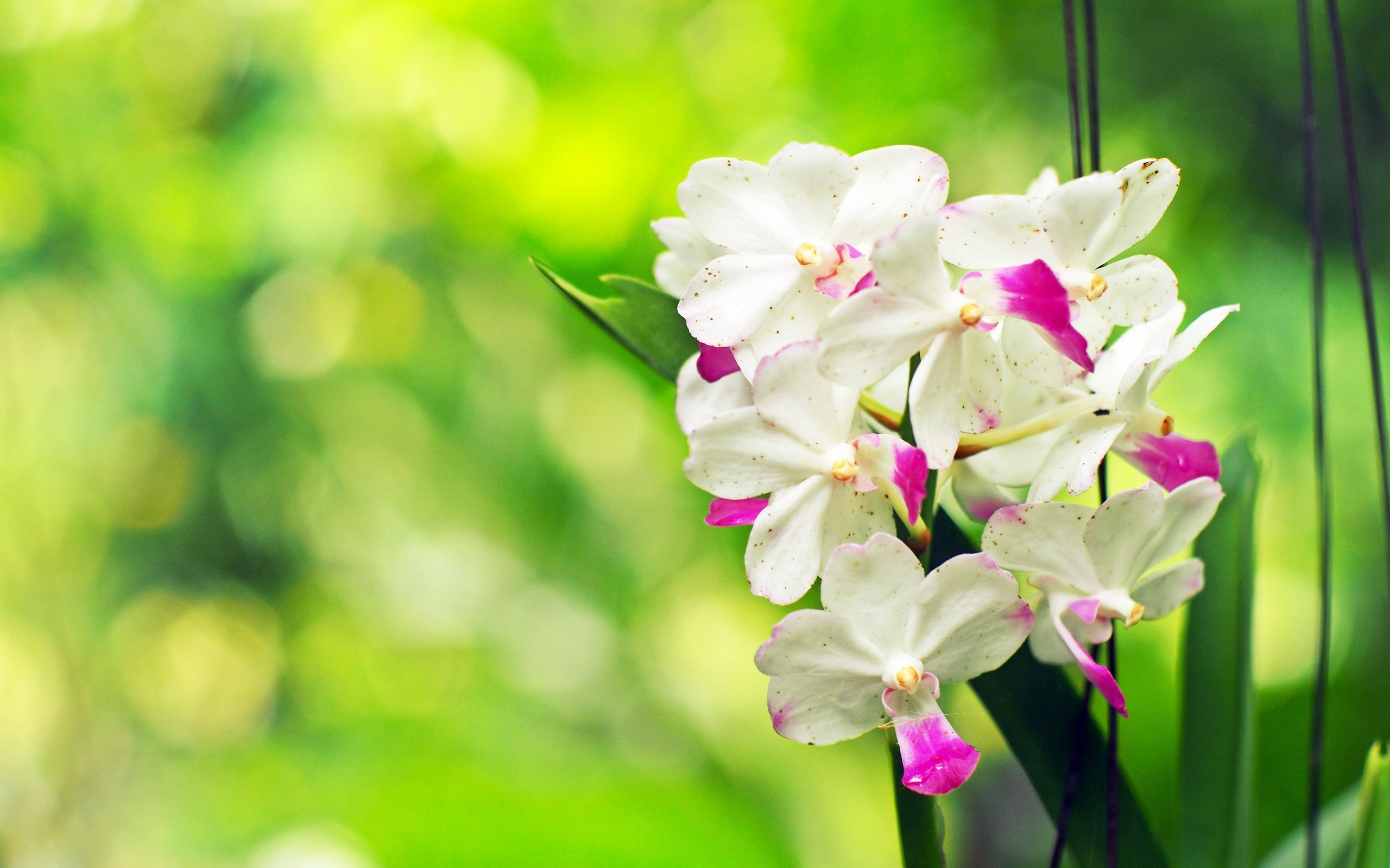 2560x1600, White Orchid, Tropical Flowers, Beautiful - Background Orchid - HD Wallpaper 