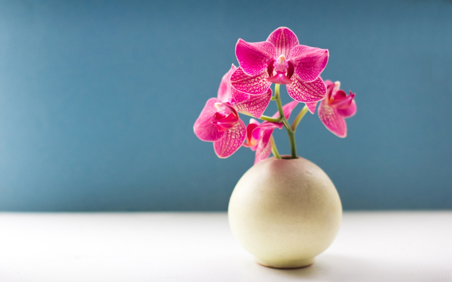 Orchid - Orchid Desktop Background - HD Wallpaper 